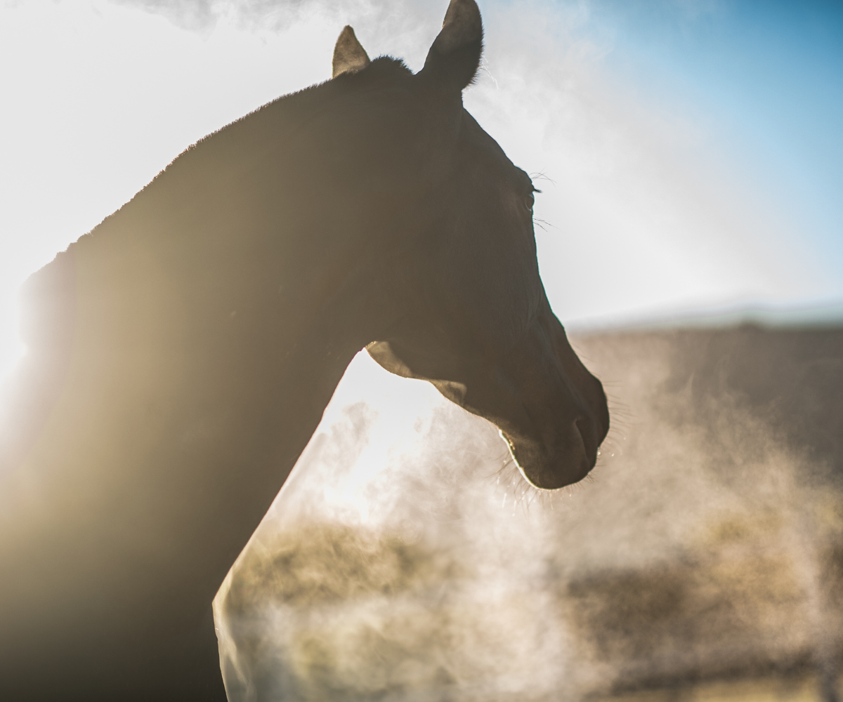 comment nourrir un cheval emphysémateux