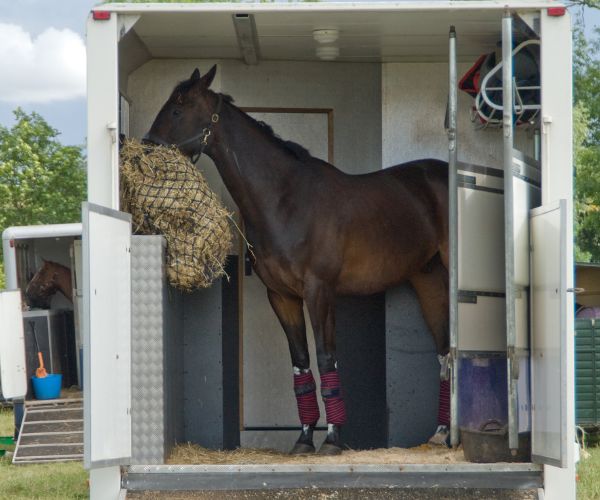 alimentation cheval concours