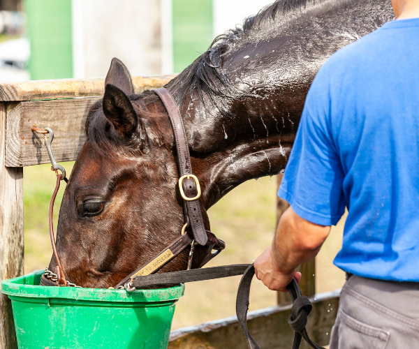 Le coup de chaleur chez le cheval 