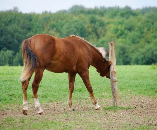 La dermite estivale du cheval : comprendre, prévenir et traiter 