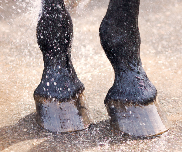 fourbure cheval