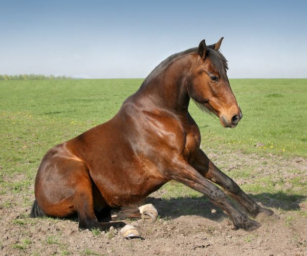 fourbure cheval