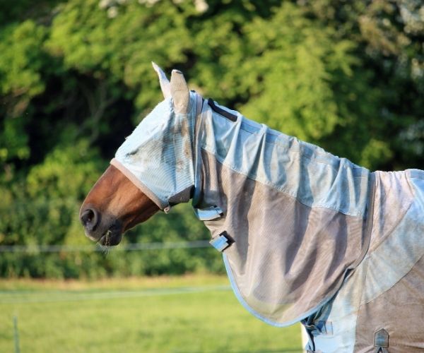 dermite estivale cheval 